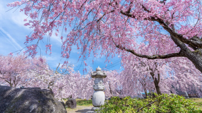 写真】富山県No.1のしだれ桜園TEKリサイクルセンター高岡2023|VR:北陸
