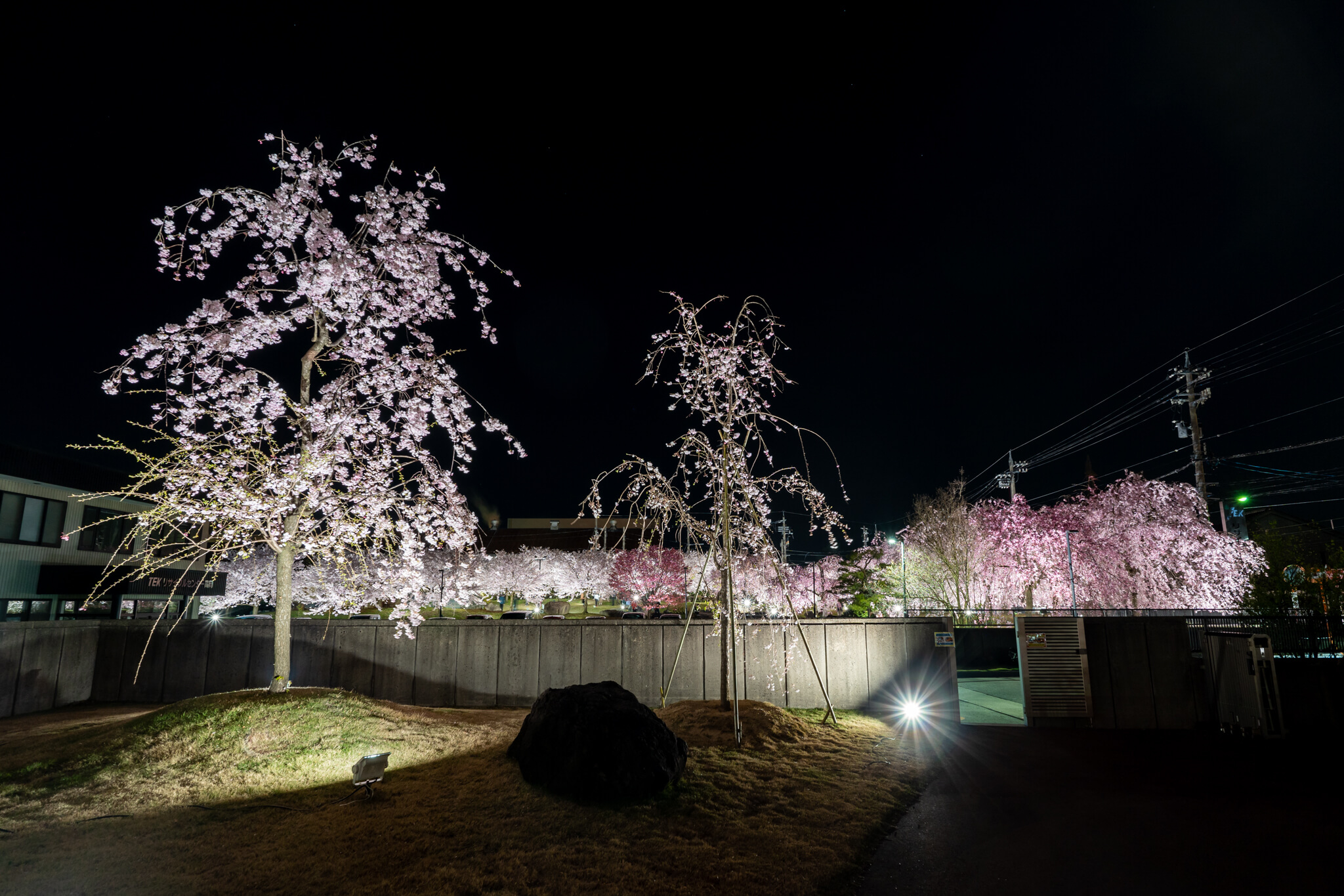 写真】TEKリサイクルセンター高岡しだれ桜園ライトアップ2023|VR