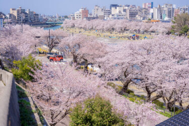 金沢市犀川さくらまつり（2023/4/2）