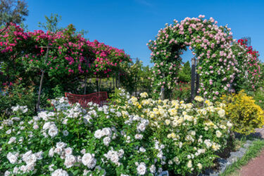 北陸コカ・コーラボトリング砺波工場「さわやかパーク」のバラ園2023