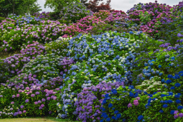 倶利伽羅不動寺山頂本堂＆鳳凰殿の紫陽花花手水2023