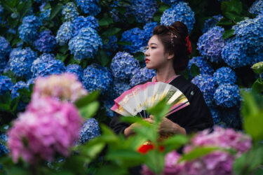 しまえりな芸妓撮影会 in 氷見市ふれあいの森紫陽花園（2023/7/2）
