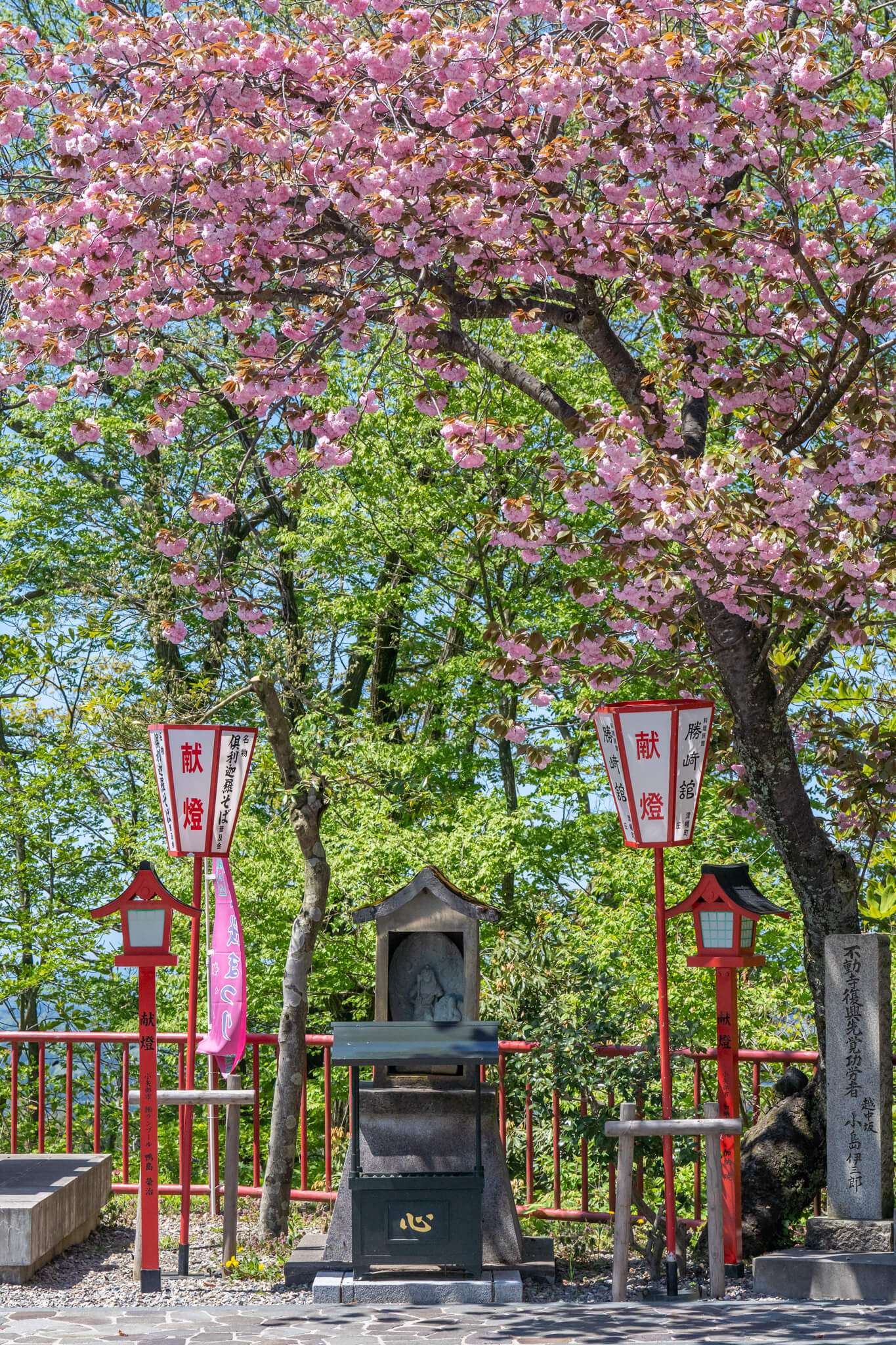 写真】第36回倶利伽羅さん八重桜まつり2024|VR:北陸