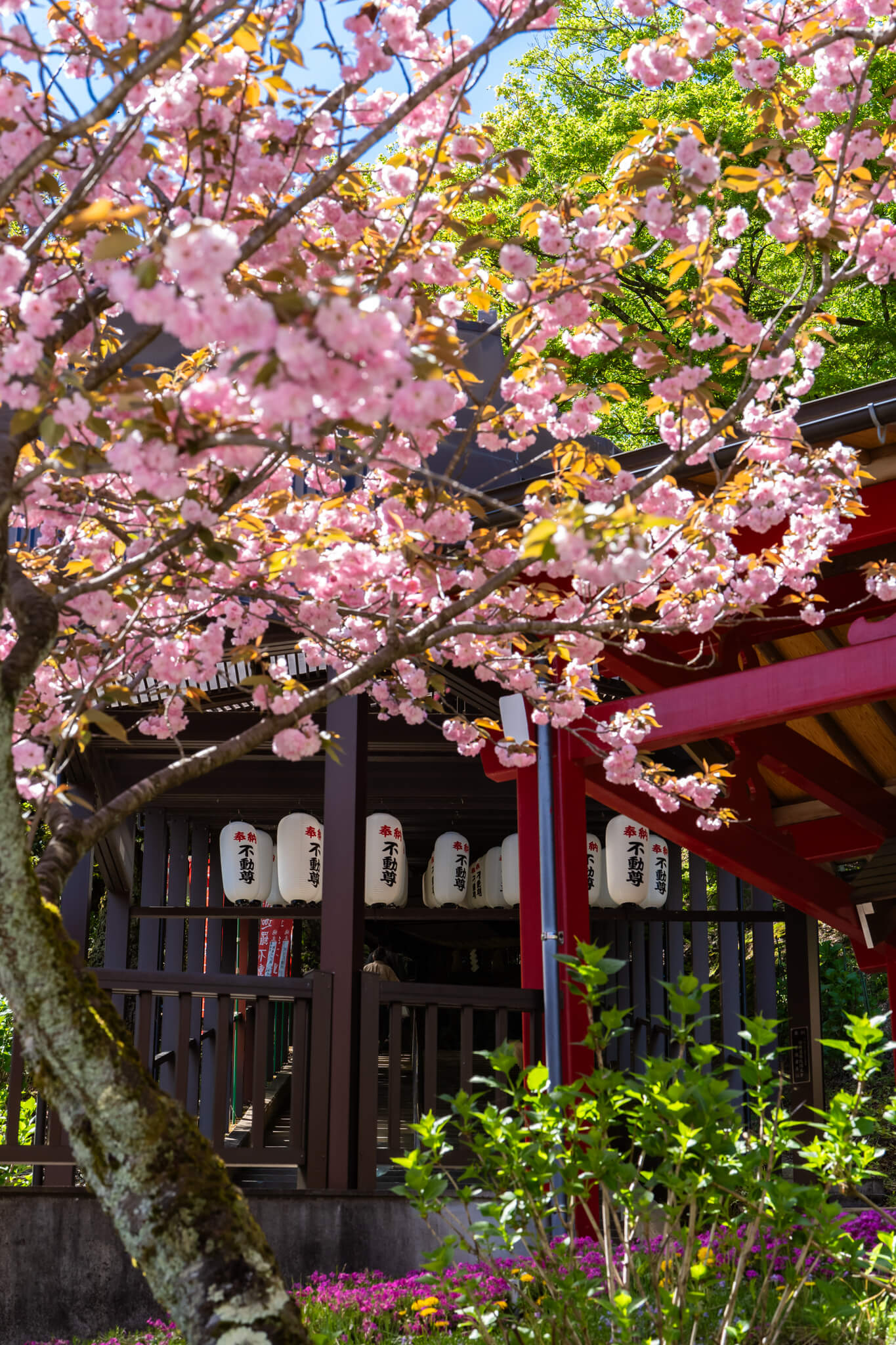 写真】第36回倶利伽羅さん八重桜まつり2024|VR:北陸