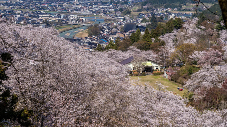写真】圧巻の1000本！富山市八尾町聞名寺と城ヶ山公園の満開の桜2024