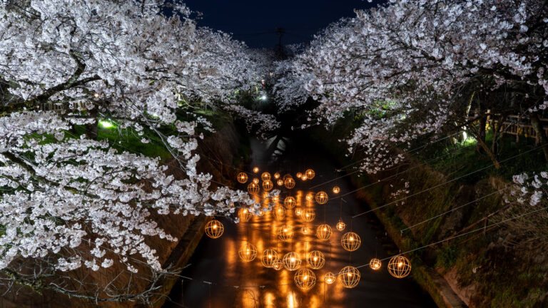 写真】第61回福岡さくらまつり2024|VR:北陸