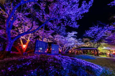 庄川水記念公園と庄川温泉ゆめつづりの夜桜ライトアップ2024