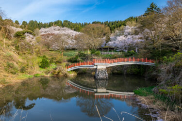圧巻の600本！おやべ桜まつり in 城山公園2024