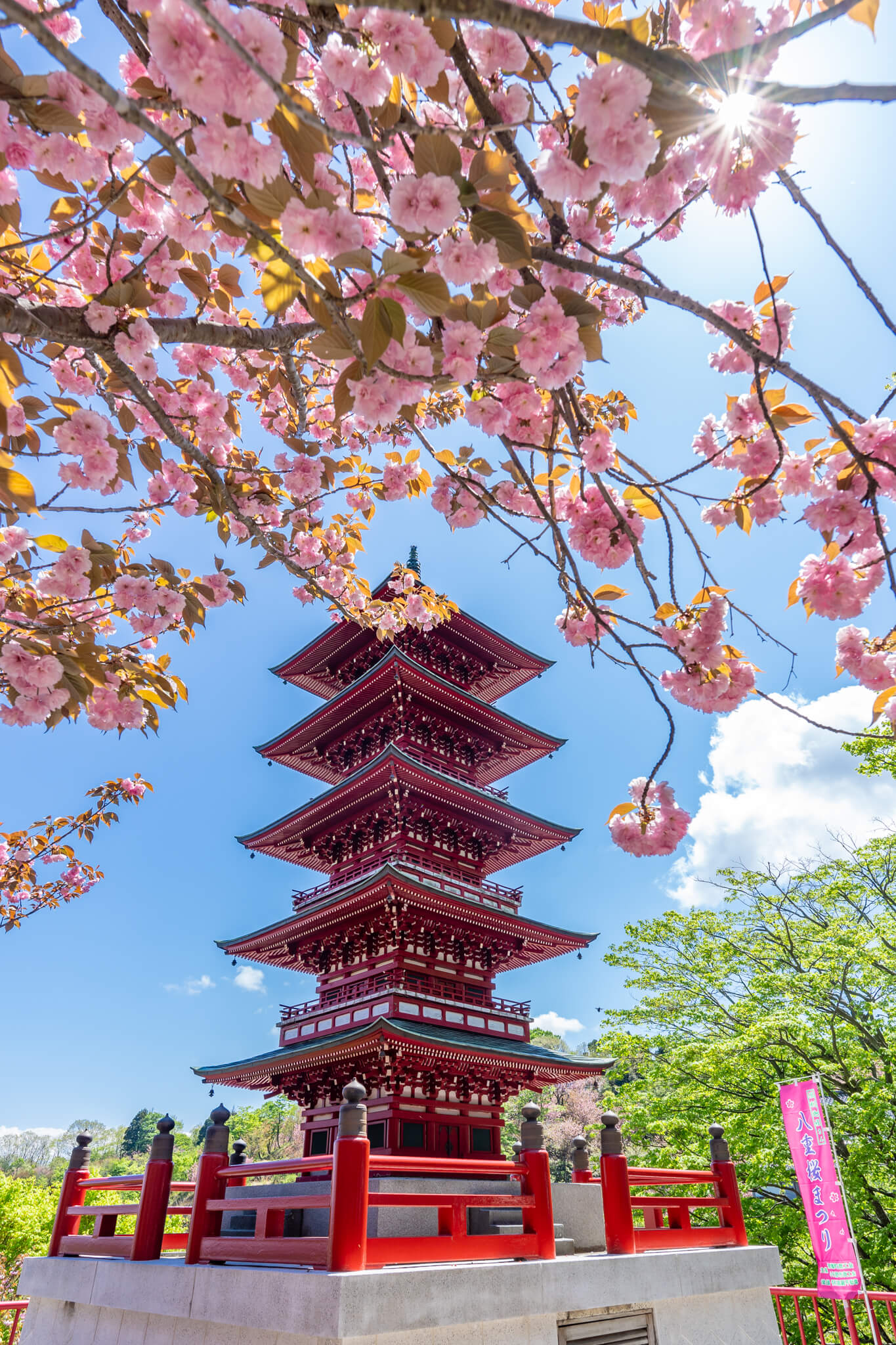 写真】第36回倶利伽羅さん八重桜まつり2024|VR:北陸