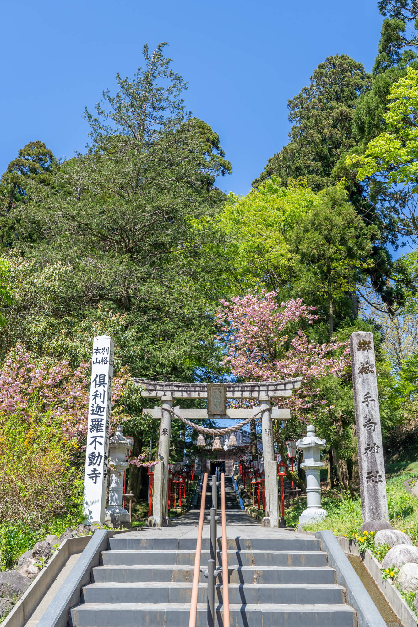 桜＊無言取引○様　確認用 写真】第36回倶利伽羅さん八重桜まつり2024|VR:北陸