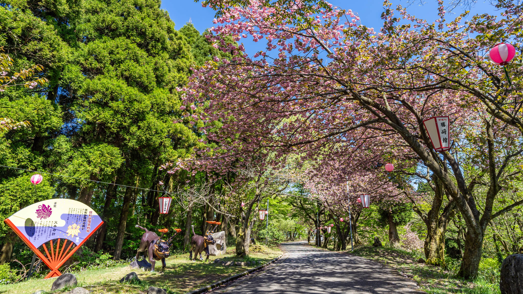 写真】第36回倶利伽羅さん八重桜まつり2024|VR:北陸