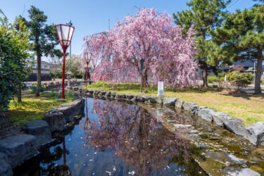 射水市草岡神社の快晴下の紅しだれ桜と夜のライトアップ2025