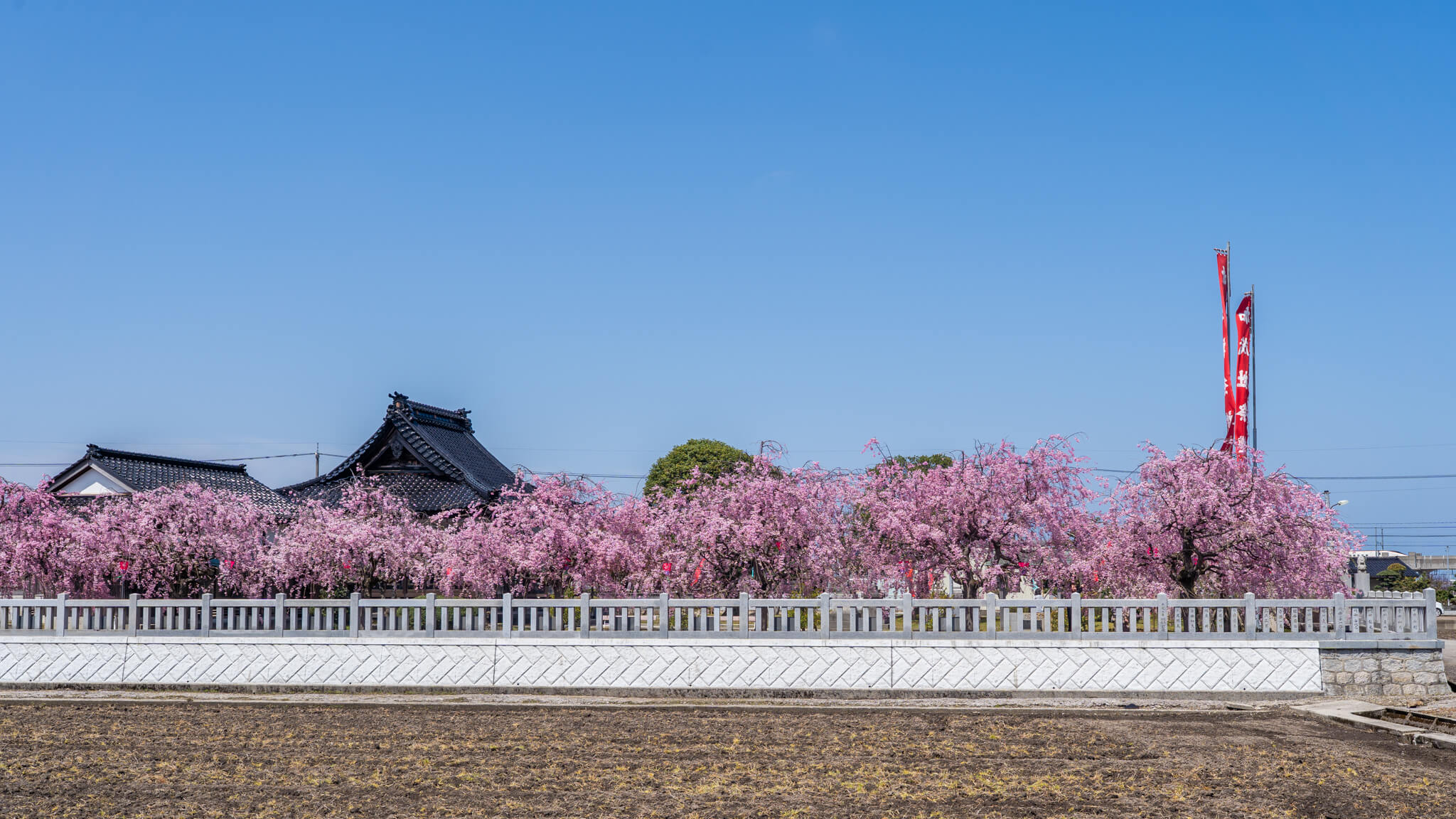 写真】射水市加茂社の快晴下のしだれ桜と夜のピンクライトアップ2025