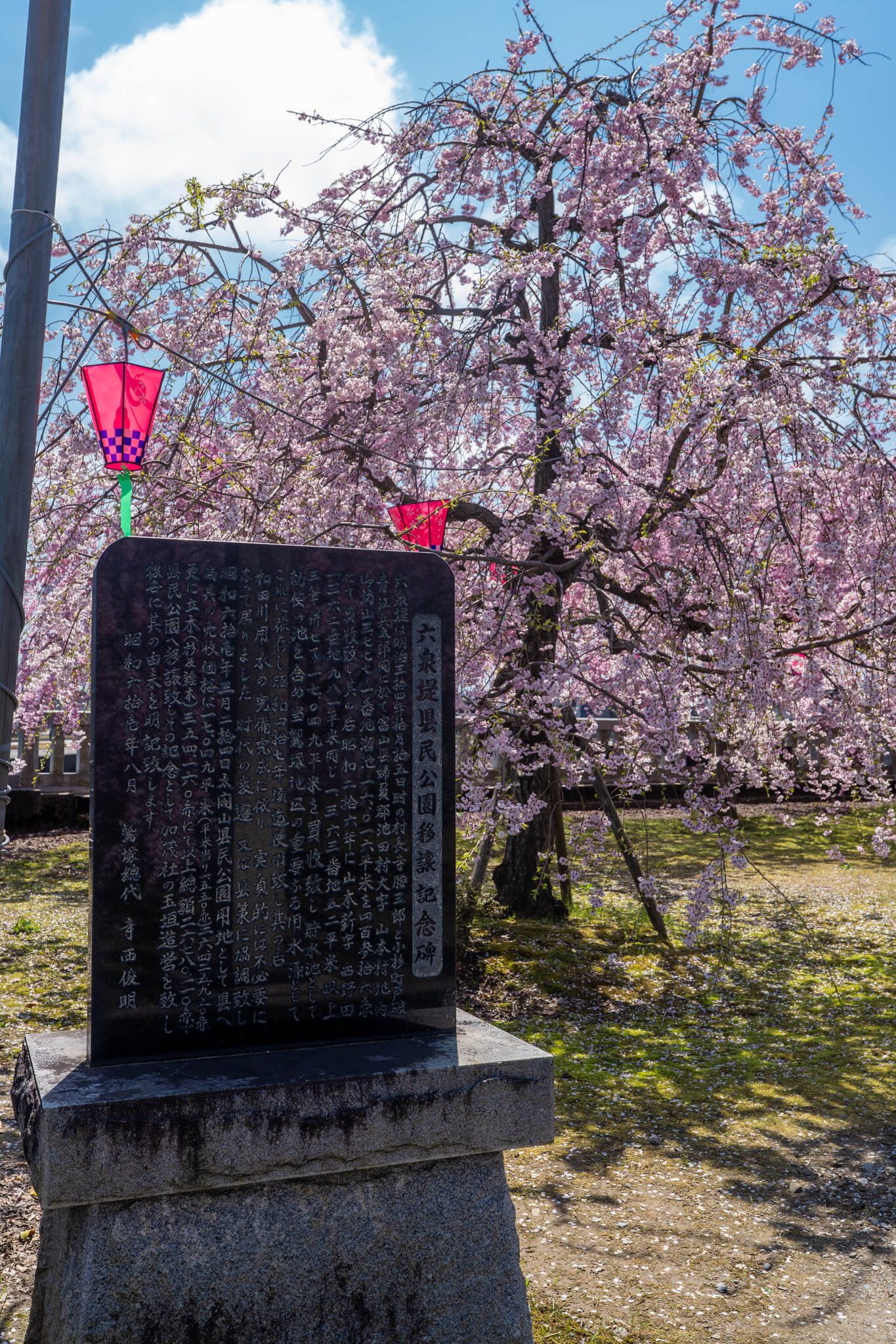 写真】射水市加茂社の快晴下のしだれ桜と夜のピンクライトアップ2025