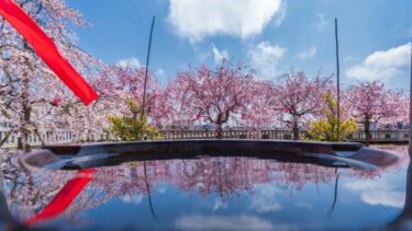 射水市加茂社の快晴下のしだれ桜と夜のピンクライトアップ2025