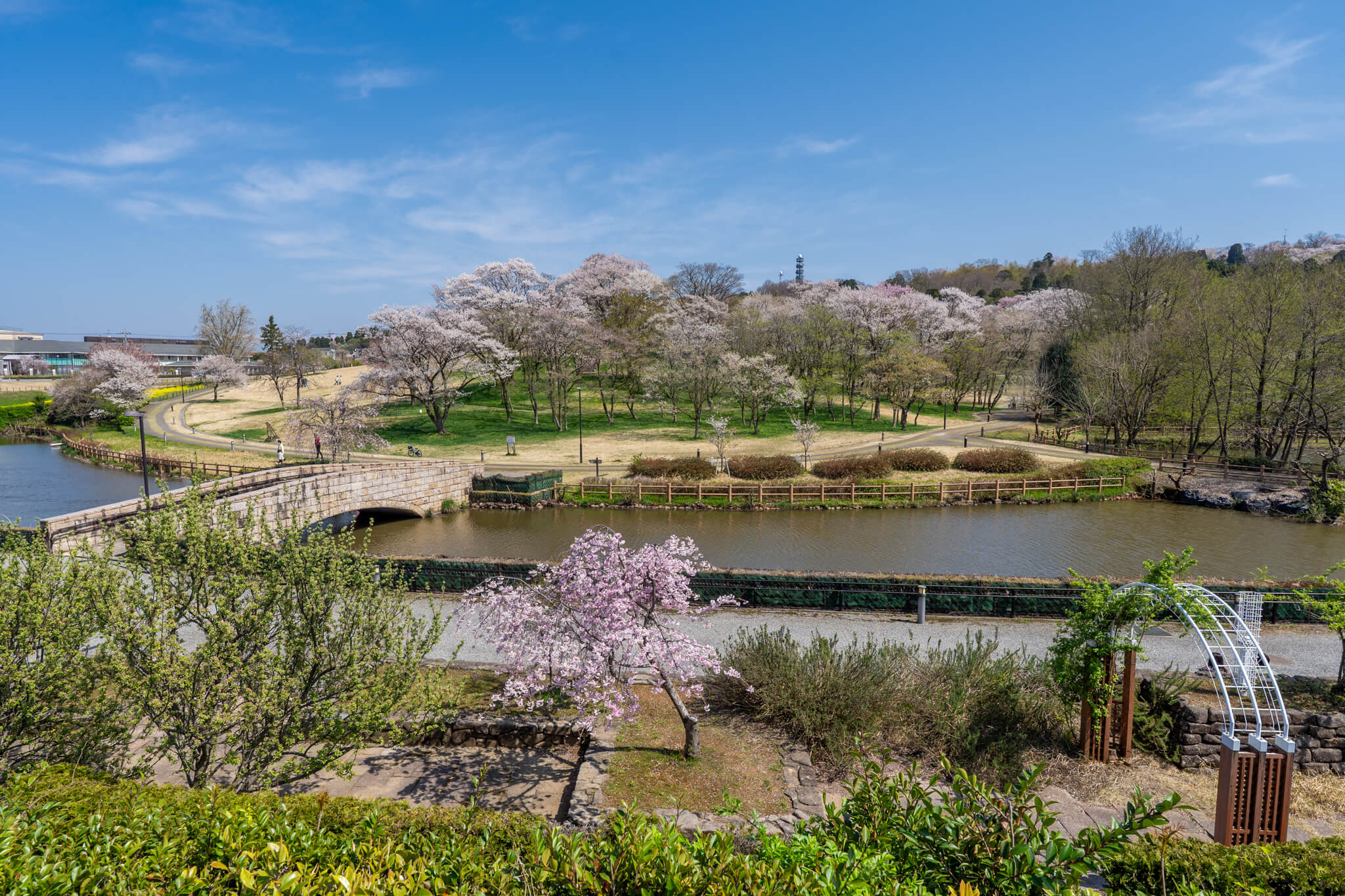 写真】富山市呉羽山公園(都市緑化植物園)の桜・ハナモモ・菜の花2025