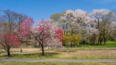 富山市呉羽山公園(都市緑化植物園)の桜・ハナモモ・菜の花2025