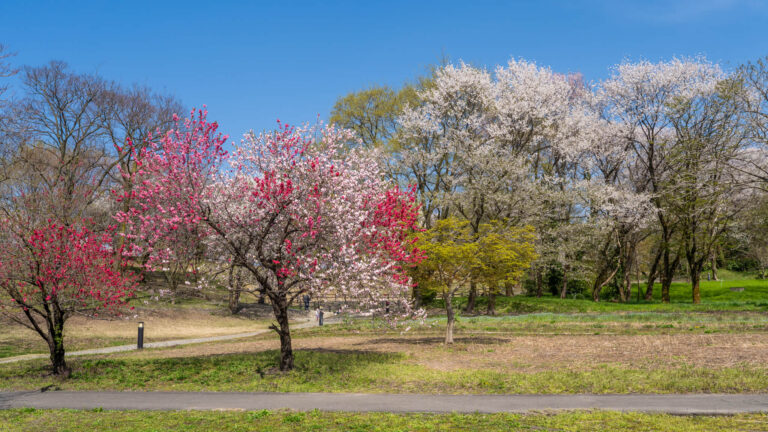 写真】富山市呉羽山公園(都市緑化植物園)の桜・ハナモモ・菜の花2025