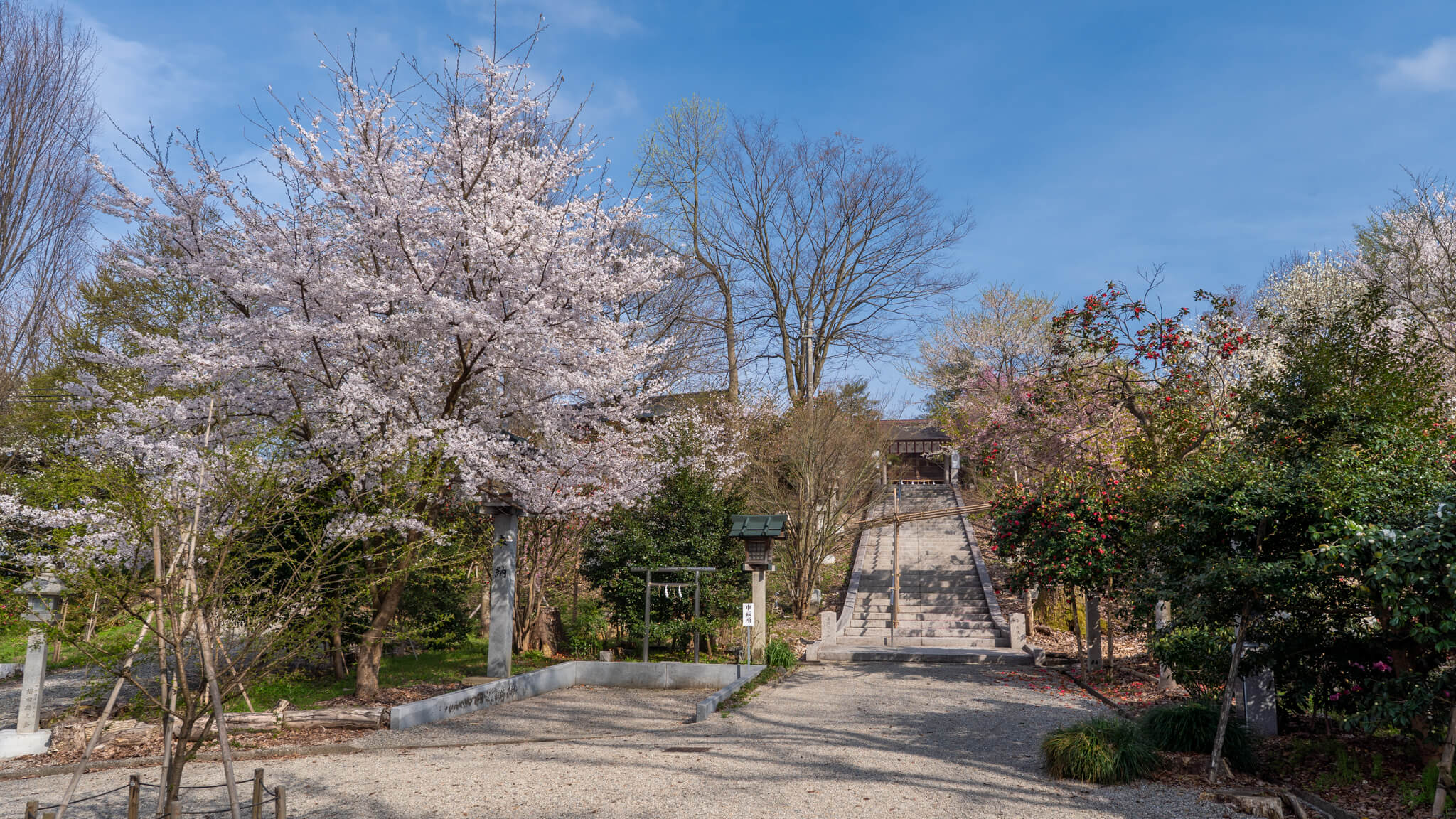 写真】射水市櫛田神社の桜2025|VR:北陸