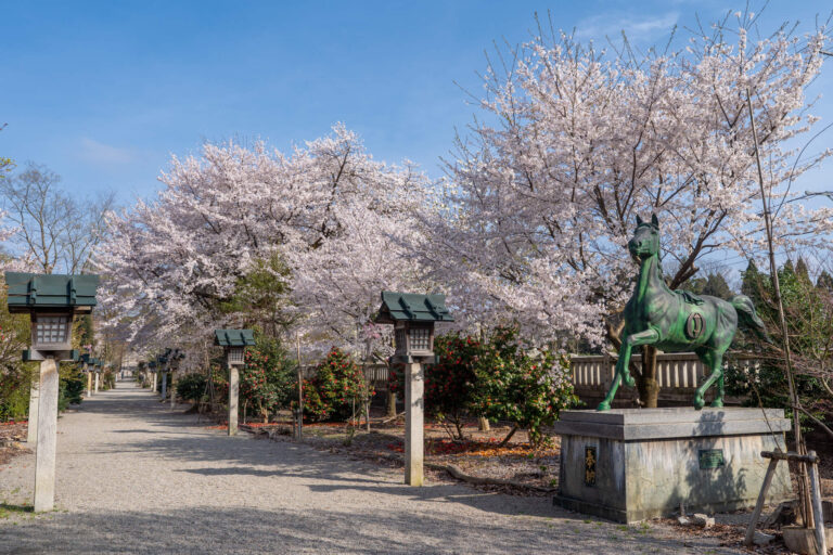 写真】射水市櫛田神社の桜2025|VR:北陸