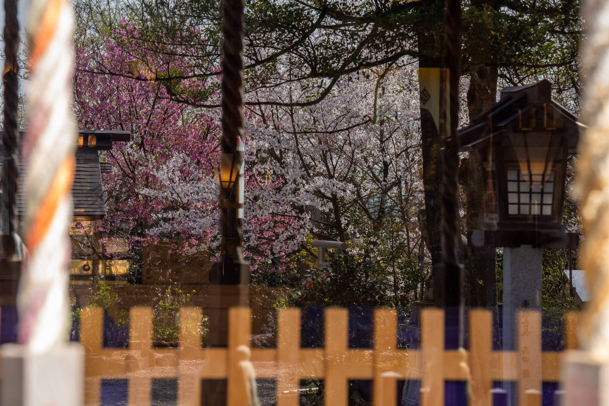 写真】射水市櫛田神社の桜2025|VR:北陸