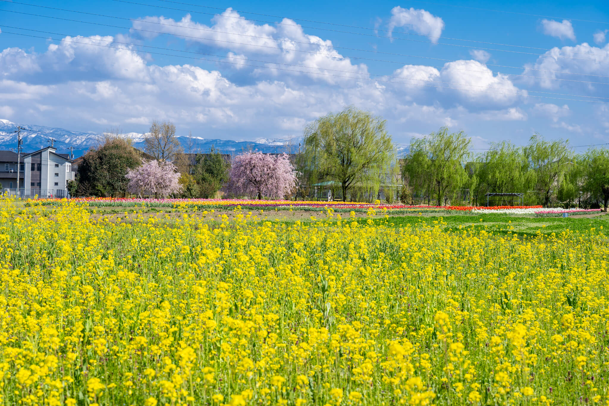 写真】富山市日産ビオパーク春の四重奏(桜・チューリップ・菜の花