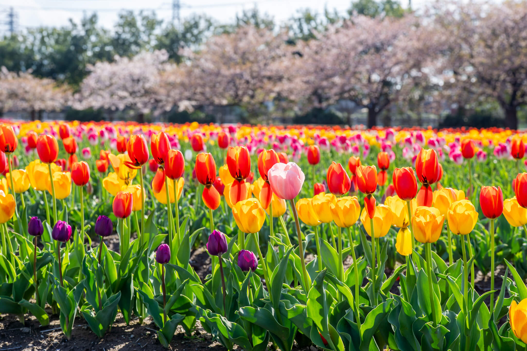 写真】富山市日産ビオパーク春の四重奏(桜・チューリップ・菜の花