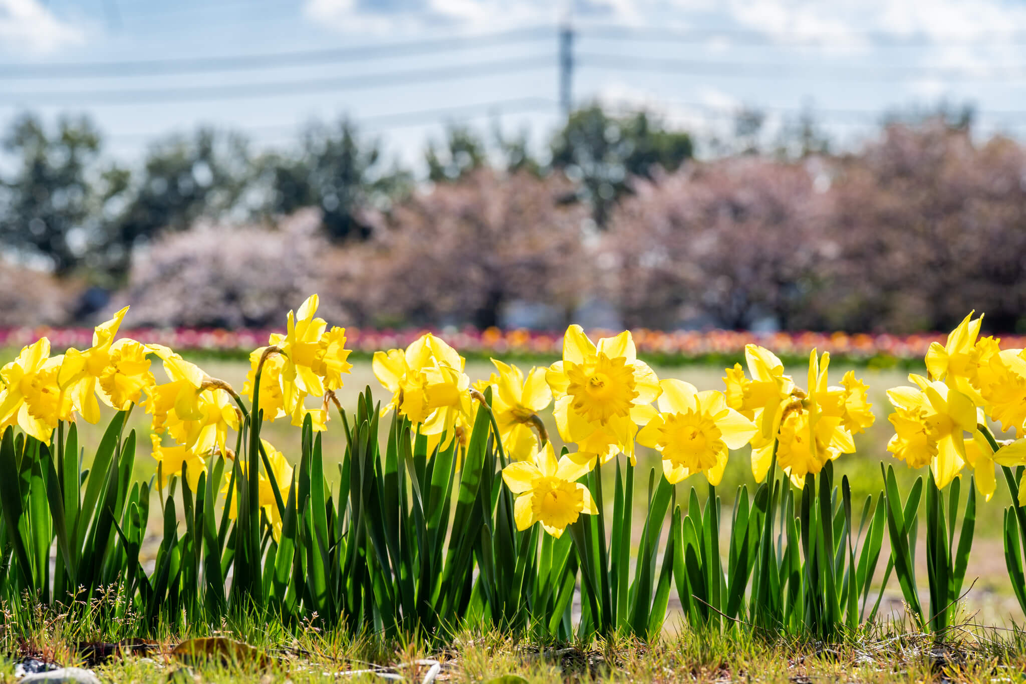 写真】富山市日産ビオパーク春の四重奏(桜・チューリップ・菜の花