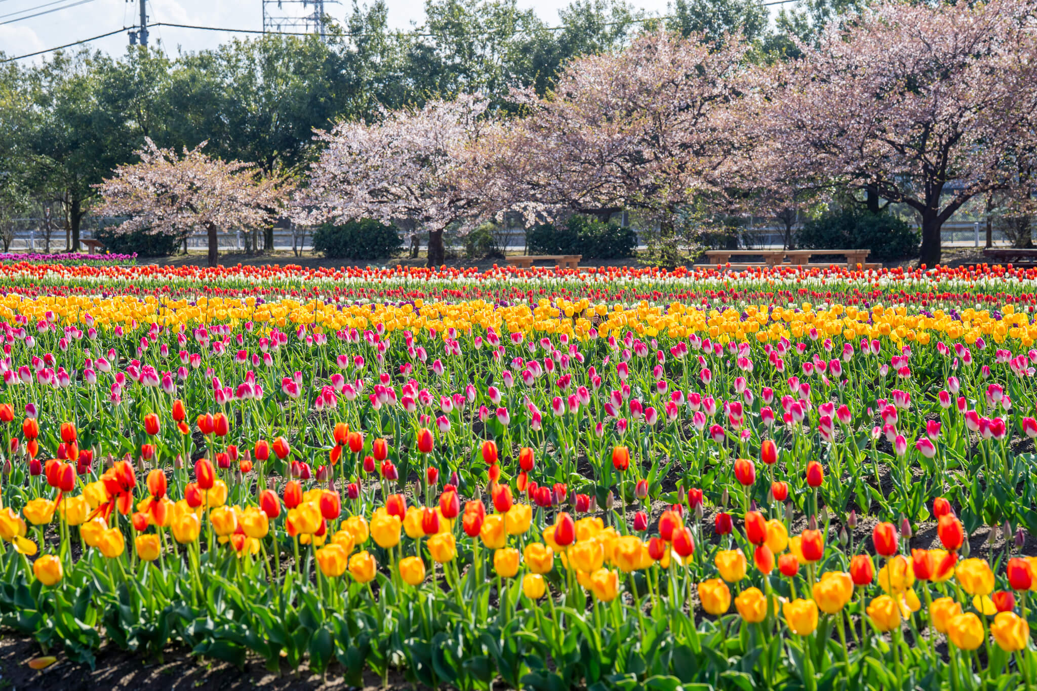 写真】富山市日産ビオパーク春の四重奏(桜・チューリップ・菜の花