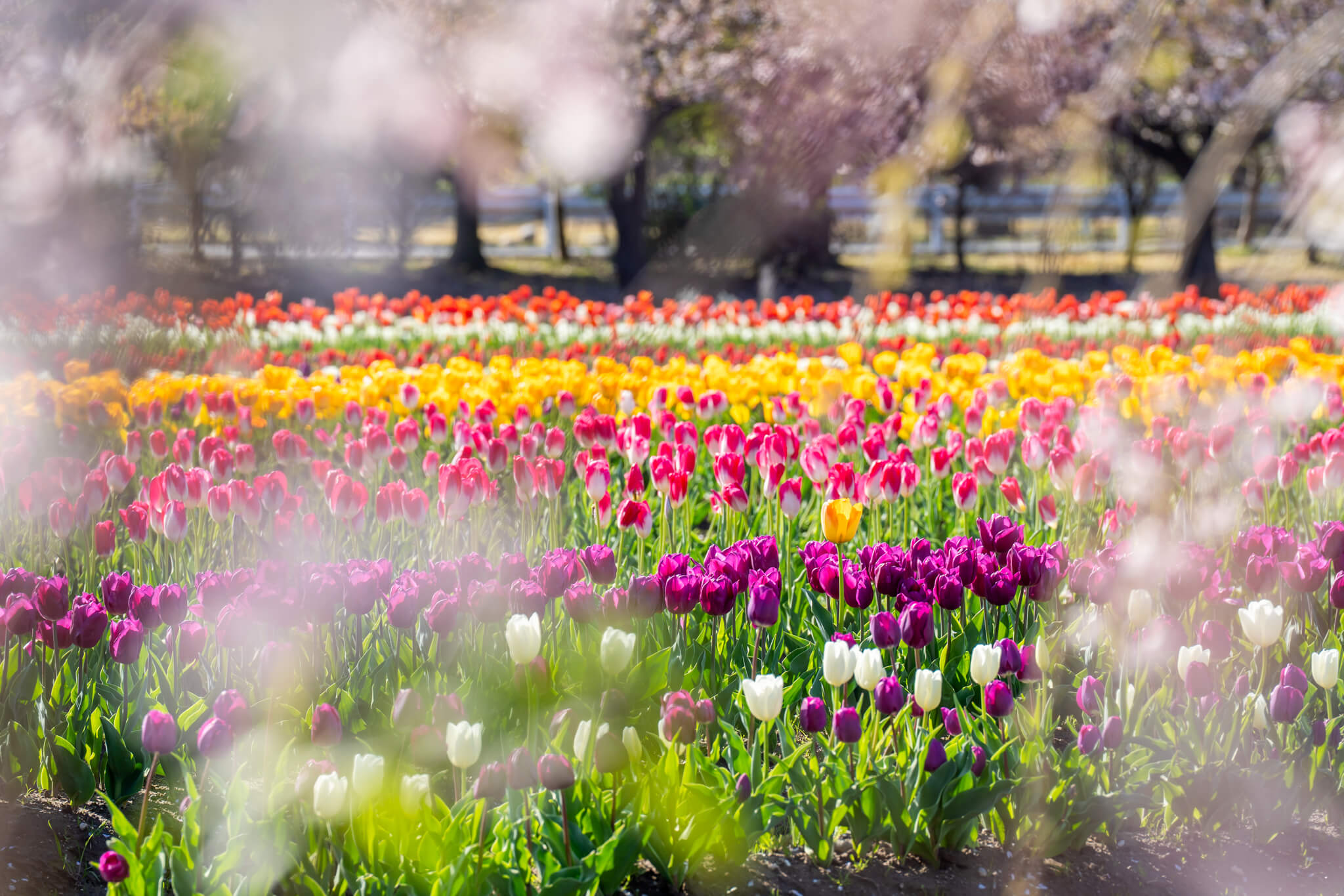 写真】富山市日産ビオパーク春の四重奏(桜・チューリップ・菜の花