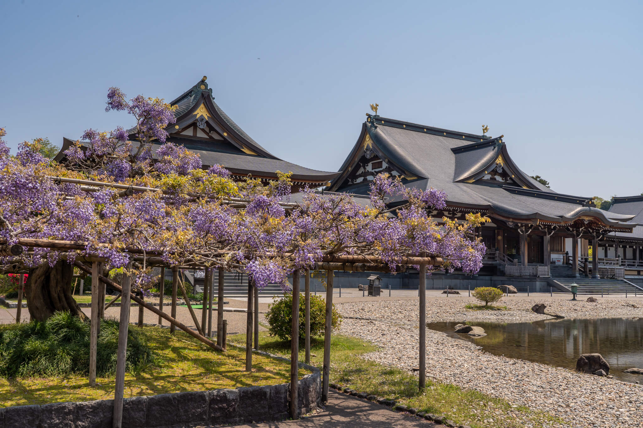 写真】倶利迦羅不動寺西之坊鳳凰殿のツツジと藤棚2023,2025|VR:北陸