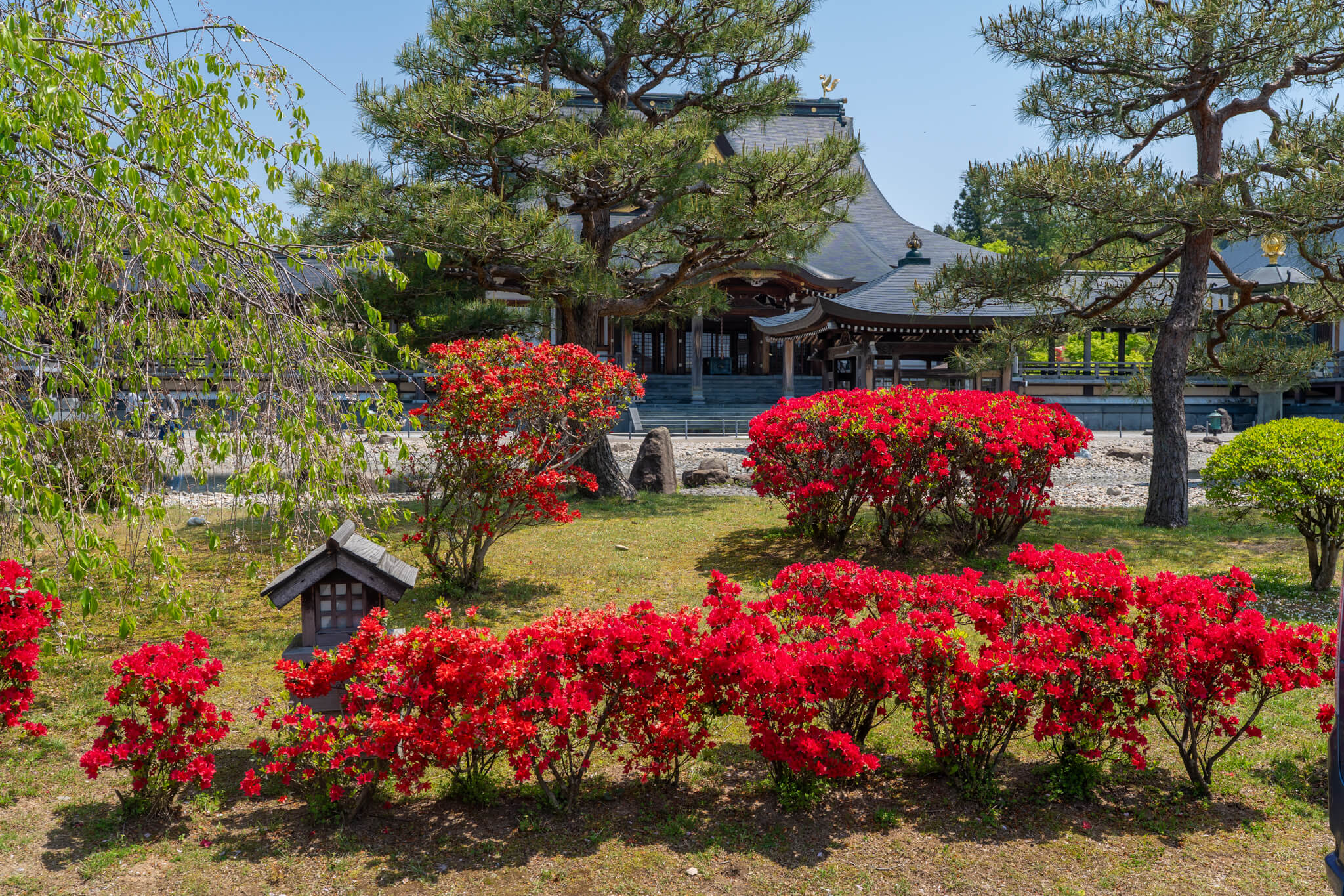 写真】倶利迦羅不動寺西之坊鳳凰殿のツツジと藤棚2023,2025|VR:北陸