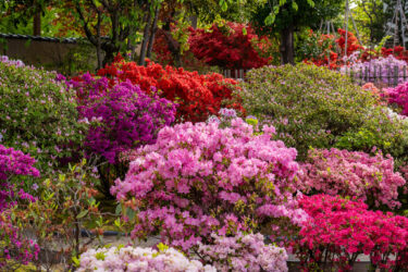 金沢市彦三緑地のツツジと牡丹2025