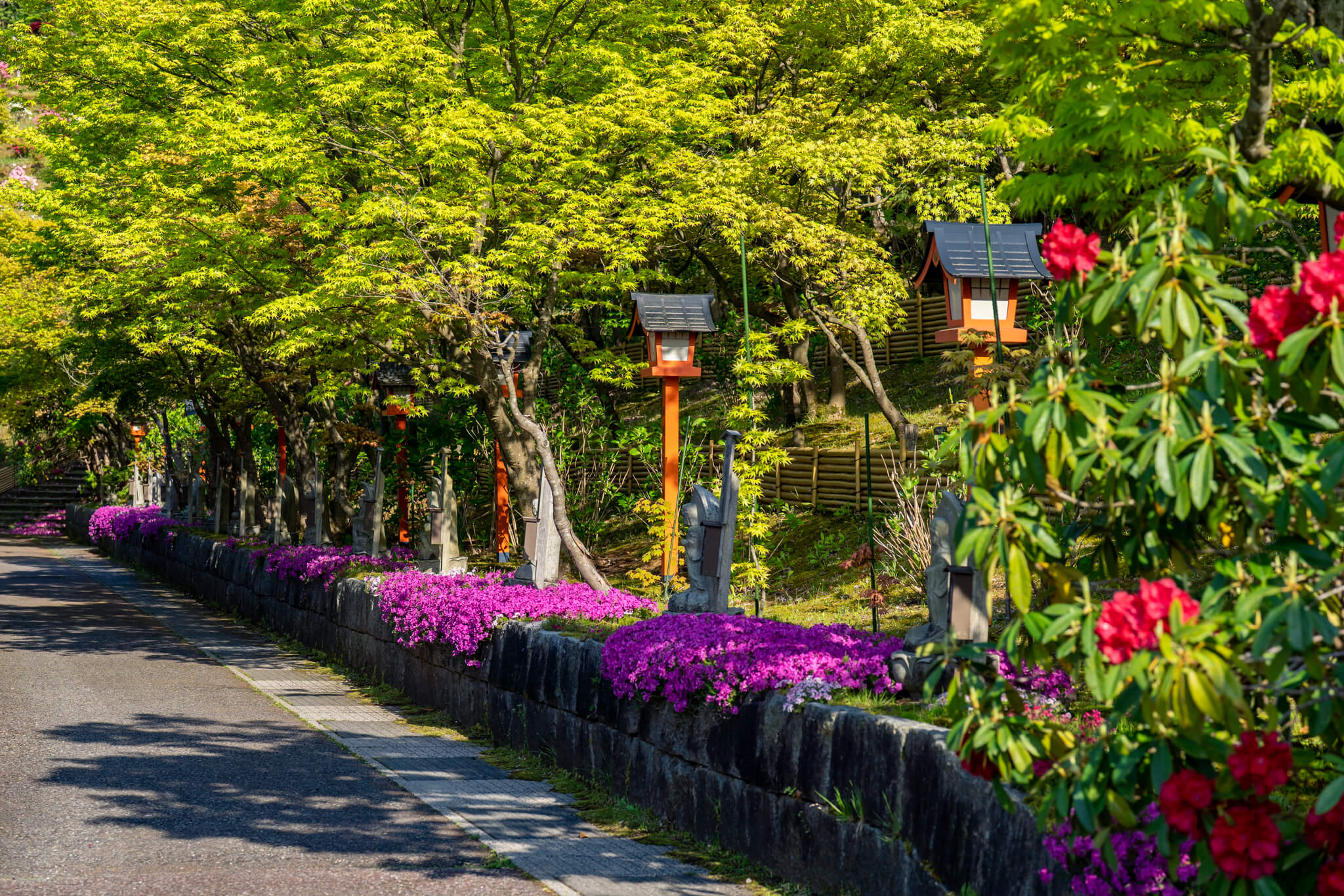 写真】倶利迦羅不動寺西之坊鳳凰殿のツツジと藤棚2023,2025|VR:北陸