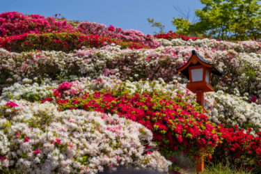 倶利迦羅不動寺西之坊鳳凰殿のツツジと藤棚2023,2025