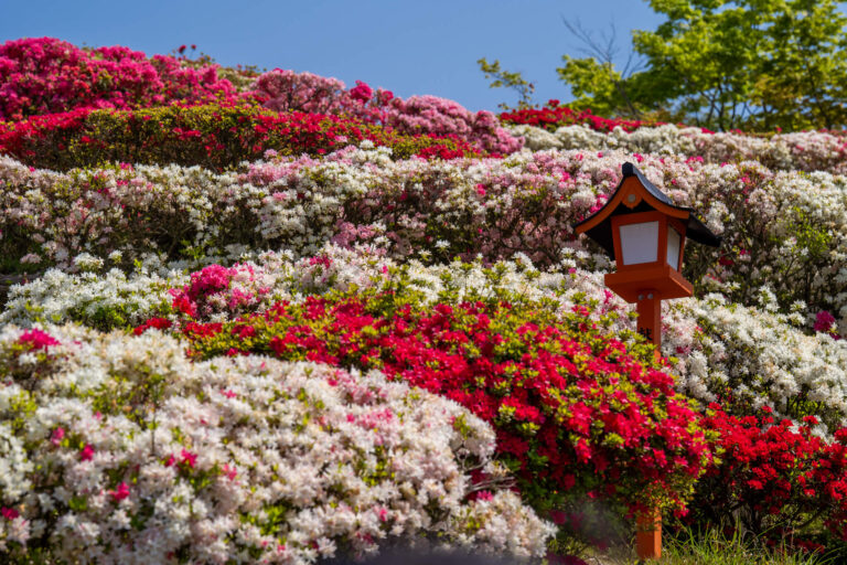 写真】倶利迦羅不動寺西之坊鳳凰殿のツツジと藤棚2023,2025|VR:北陸