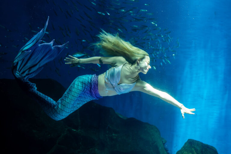 写真】のとじま水族館マーメイドショー・イルカショー（2025/8/3）|VR:北陸