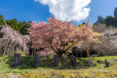羽咋市「永光寺」の桜（2026/4）