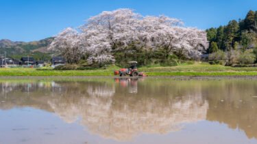 中能登町「水白鍋山古墳」の桜（2026/4）