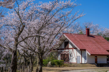 高岡市「水道つつじ公園」の桜（2026/4）