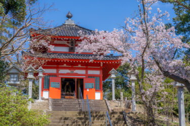 宝達志水町「やわらぎの郷」の桜(2026/4)